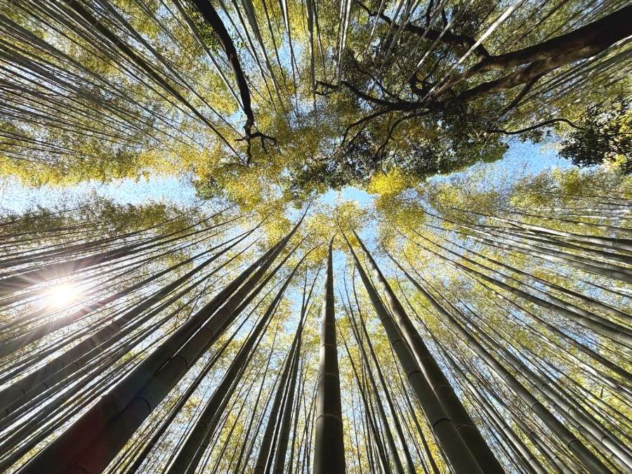 Arashiyama bamboo grove, Kyoto